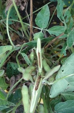 Tips on scouting for Dectes stem borer in soybeans